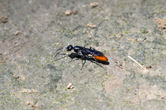 Pterombrus rufiventris