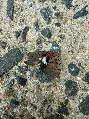 Spotted Lanternfly