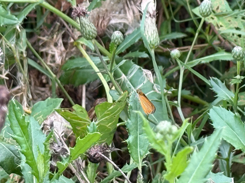Least Skipper