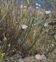Linum lanuginosum