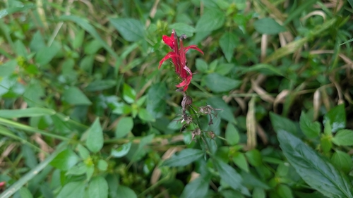 cardinal flower