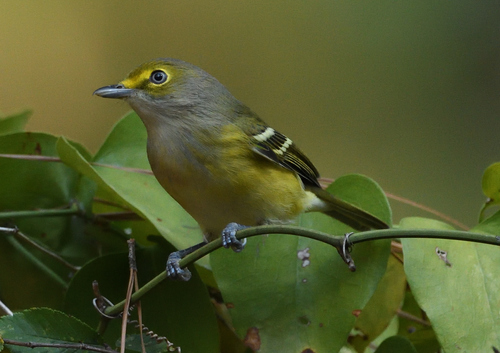 White-eyed Vireo