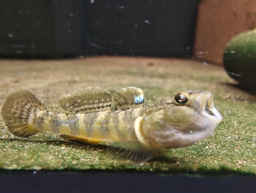 Clifford Pope's Goby