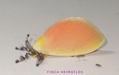 Dalcera abrasa