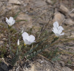 Linum lanuginosum