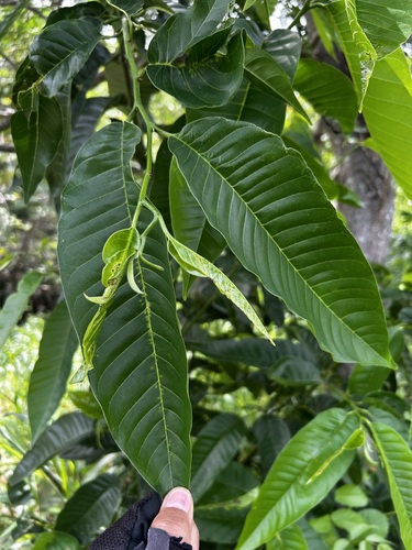 Annona reticulata observed 2026-09-14