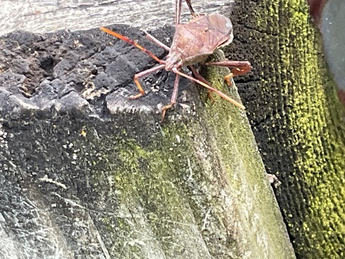 Leptoglossus oppositus