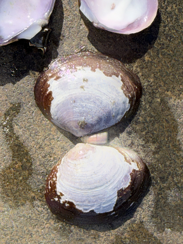 Purple Mahogany Clam