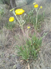 Hymenoxys integrifolia