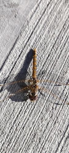 Variegated Meadowhawk