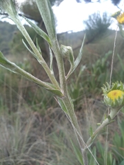 Hymenoxys integrifolia