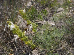 Salvia scabiosifolia