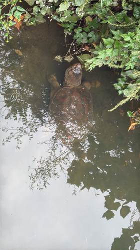Common Snapping Turtle