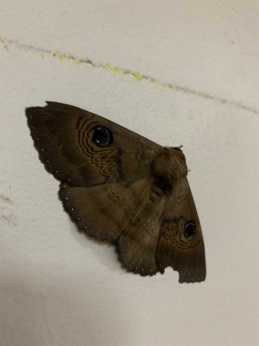 Southern Moon Moth
