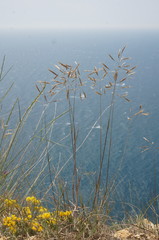 Bromus cappadocicus