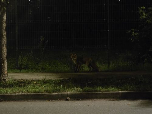Red Fox