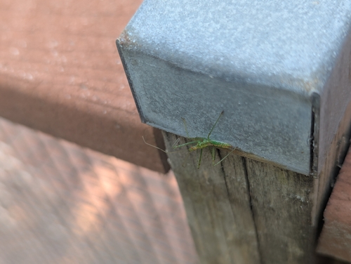 Pale Green Assassin Bug