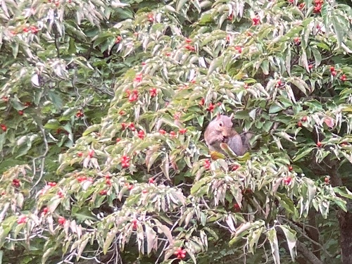 Eastern Gray Squirrel