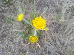 Hymenoxys integrifolia