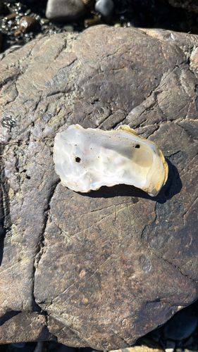 Pacific Oyster