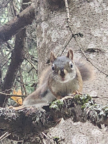 American Red Squirrel