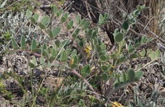 Onobrychis pallasii