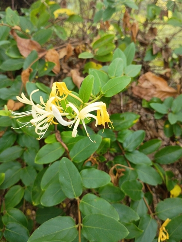 Japanese honeysuckle