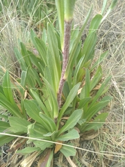 Hymenoxys integrifolia