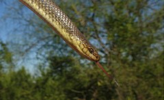 Paraphimophis rusticus