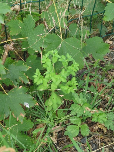 Petty Spurge