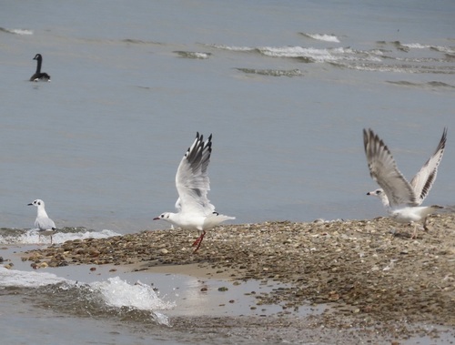 Black-headed Gull