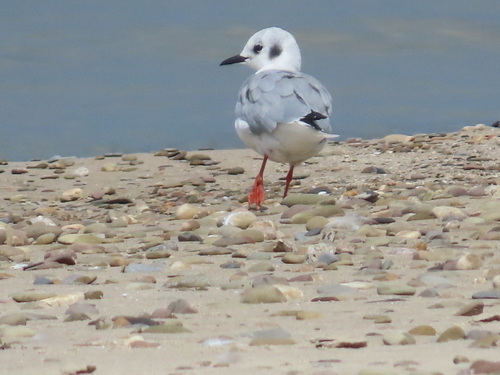 Bonaparte's Gull
