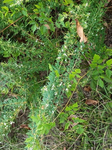 Chinese bushclover
