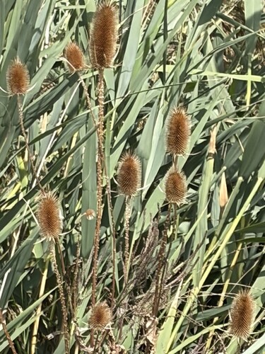 wild teasel