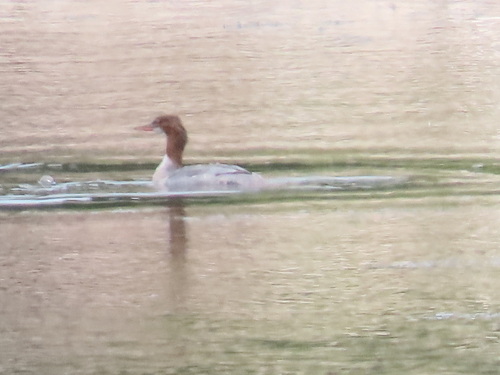 Common Merganser