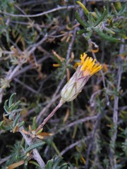 Brachyclados lycioides