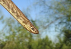 Paraphimophis rusticus