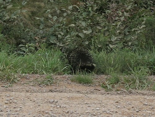 North American Porcupine
