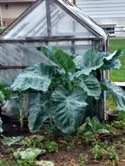 Brassica oleracea viridis