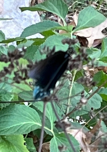 Pipevine Swallowtail