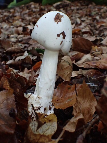Amanita virosa — (c) Anita Engler, some rights reserved (CC BY)