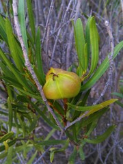 Colliguaja integerrima