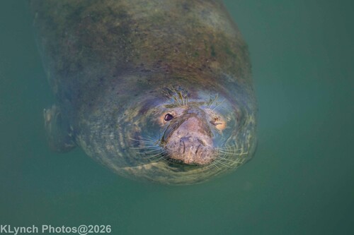 Grey Seal