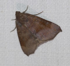 Bastilla hamatilis