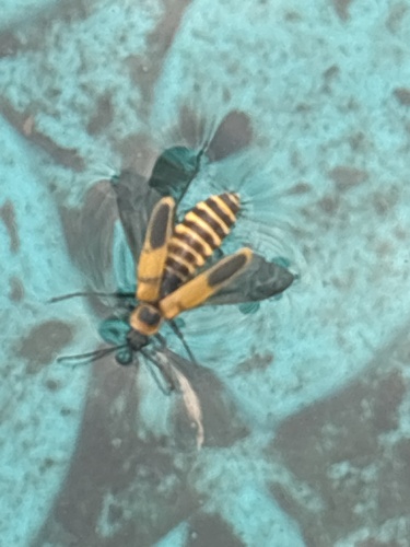 Goldenrod Soldier Beetle