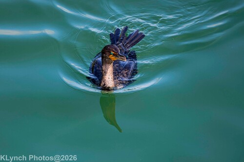 Double-crested Cormorant