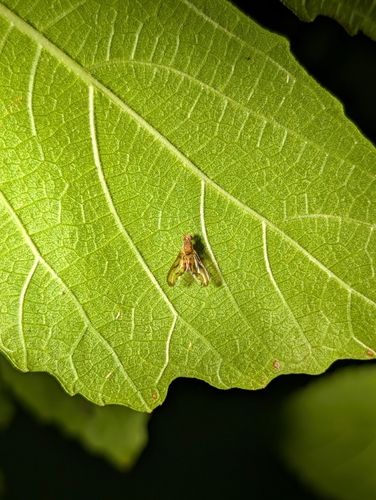 Toxonevra muliebris