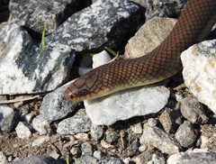 Paraphimophis rusticus