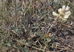 Hedysarum candidum