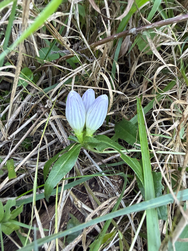 closed bottle gentian